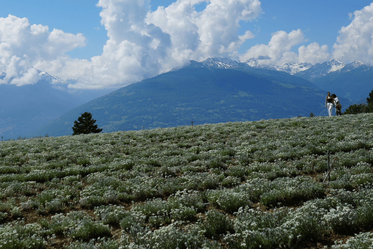 Abhati Suisse – La rencontre entre les Alpes et l’Inde
