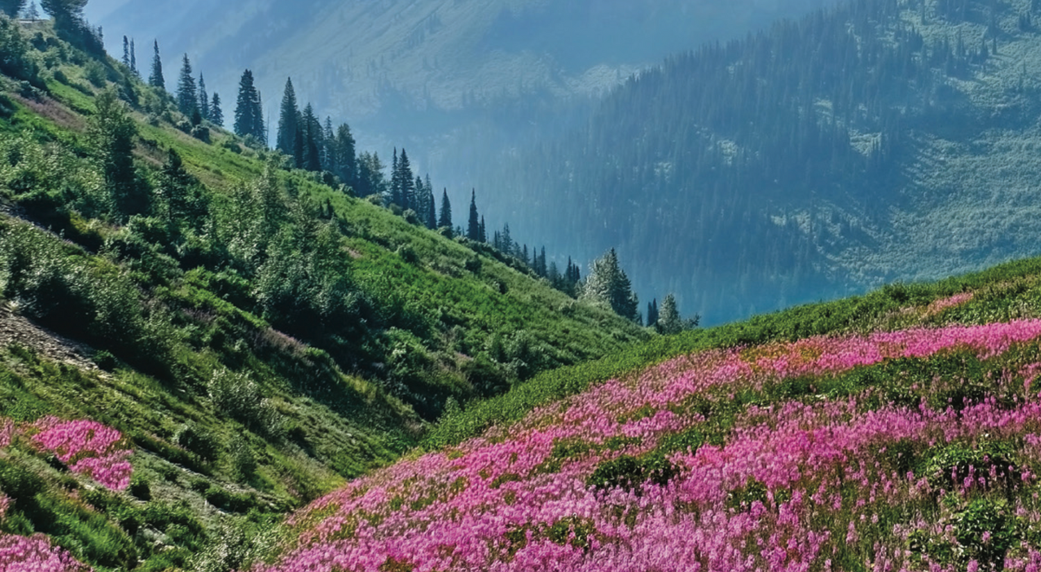 Extrait d'Epilobium Fleischeri : L'éclat Suisse pour Votre Peau