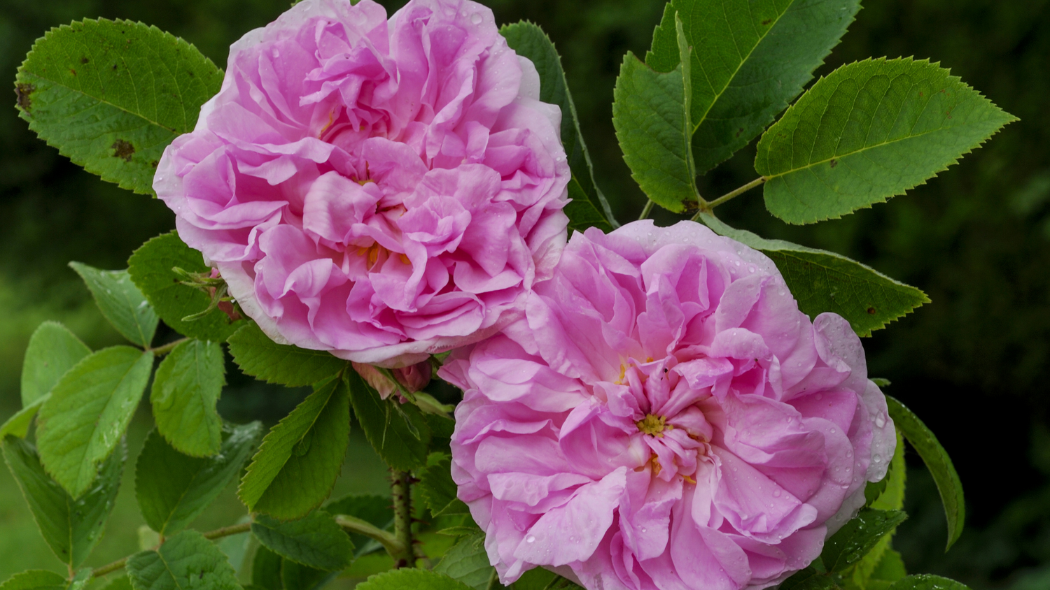 Hydrolat de Rose pour votre peau