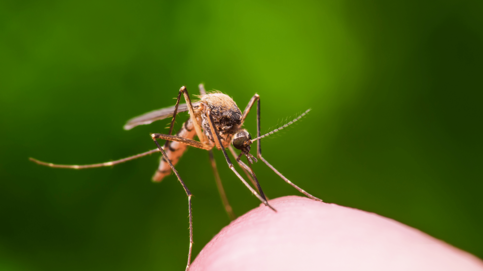 Anti-moustique et soin naturel contre les piqûres