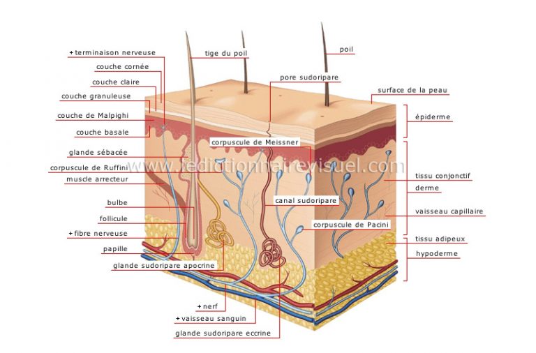 L’anatomie de la peau et sa fonction
